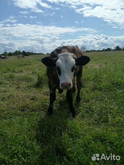Теленок бычок 3 месяца