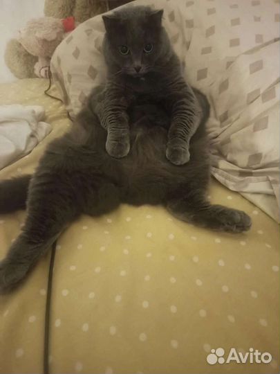 Кошечка