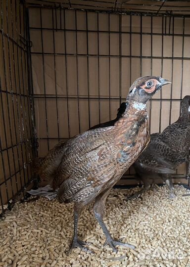 Фазан румынский 3 мес Кеклики 4 мес