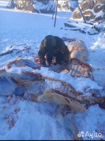 Забойщик скота