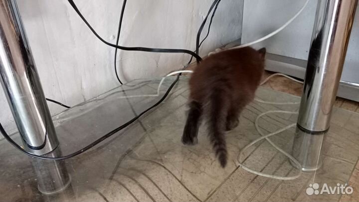 Котенок девочка в добрые руки