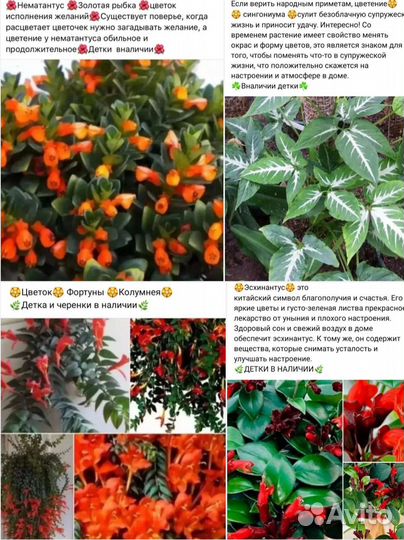 Финиковая пальма