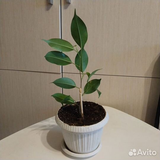 Фикус экзотика пирамида