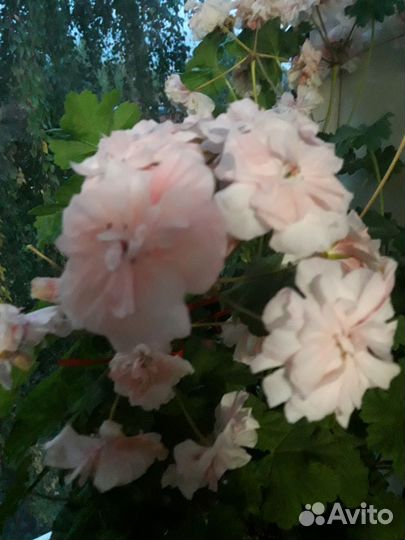 Пеларгония Леона Галактика