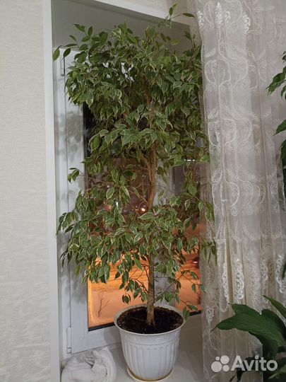 Комнатные растения цветы большие