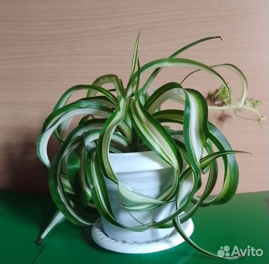 Хлорофитум хохлатый