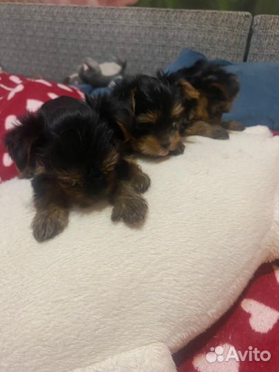 Йоркширский терьер