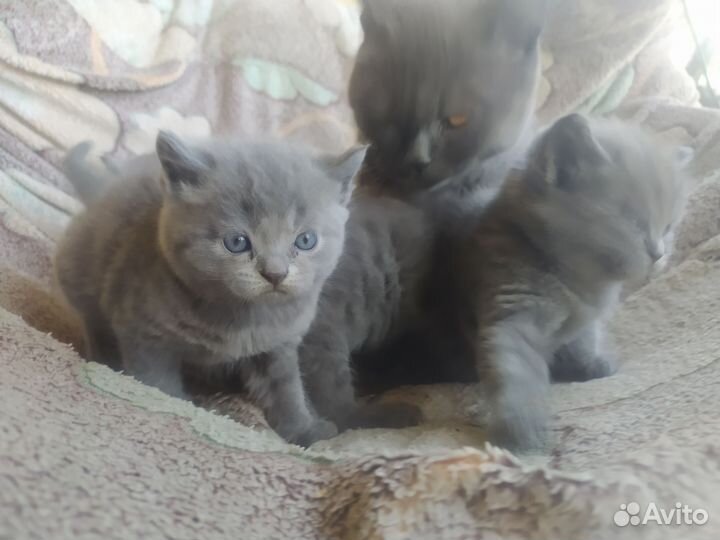 Британская