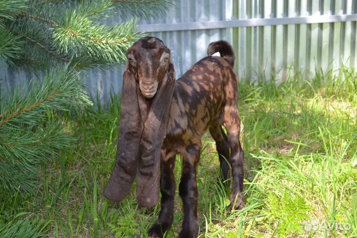 Козочка камори чистопородная