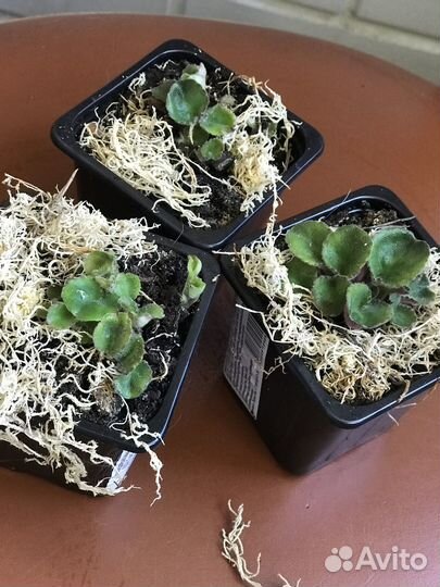 Фиалка Готическая элегантность. «Детки»