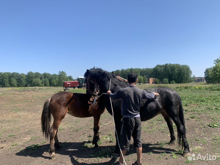 Лошадь с жеребенком