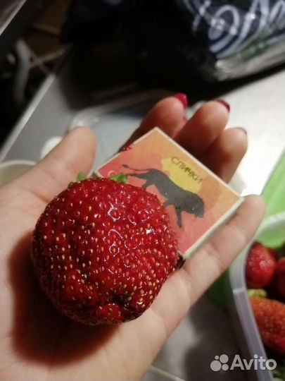 Продам рассаду