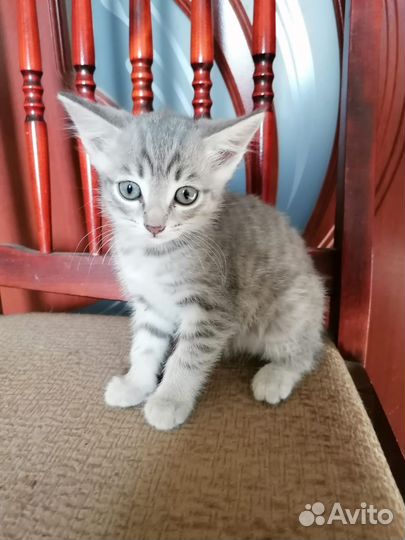 Кошка в дар