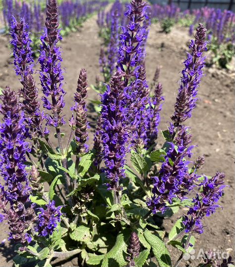 Саженцы, плодовые кустарники, декоративные,хвойные