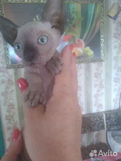 Канадский сфинкс