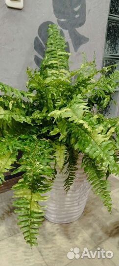Нефролепис вариегатный Tiger Fern