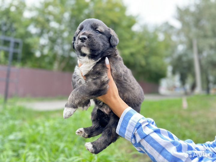 Щенки в добрые руки отдам бесплатно