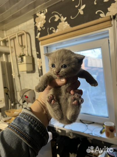 Британские котята