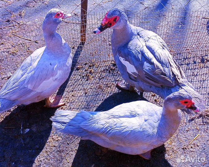 Мускусные утки