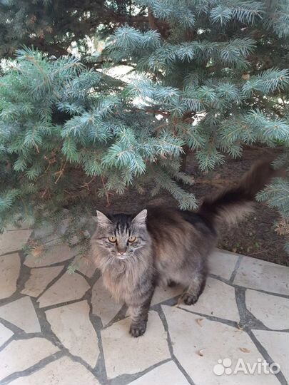 Кот ищет хорошую семью