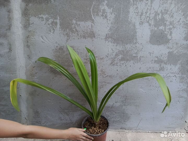 Гименокаллис карибский