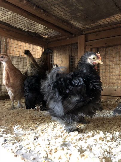 Карликовые кохинхины