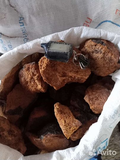 Березовый гриб чага