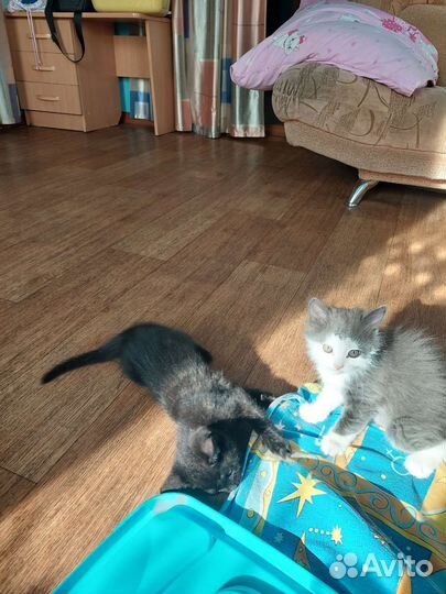Котята в добрые руки