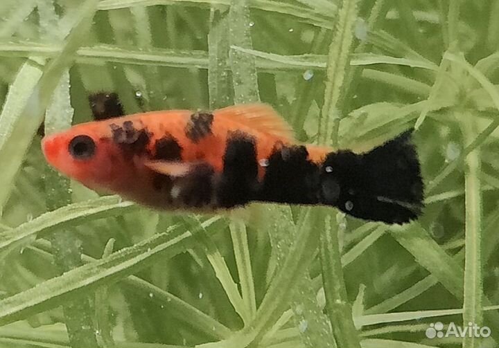 Меченосцы кои