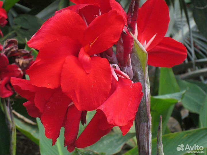 Клубни канны