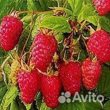 Малина Карамелька сладкаясаженцы