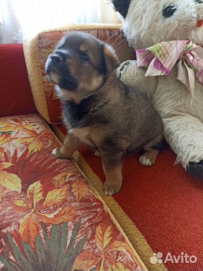 Щенки в добрые руки