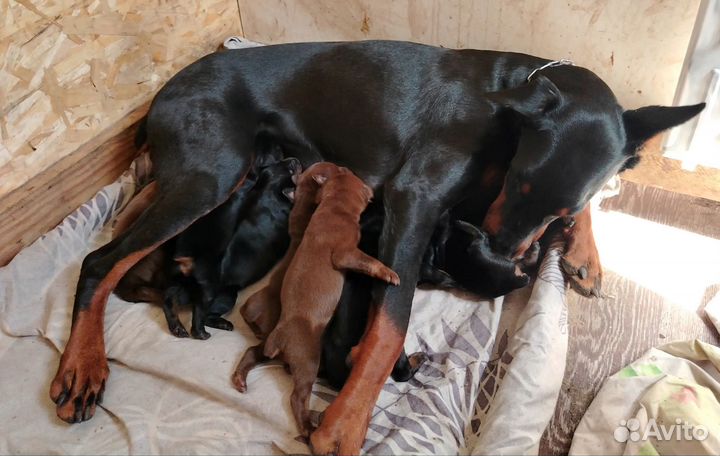 Щенки добермана