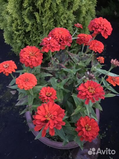 Петуния и другие цветы