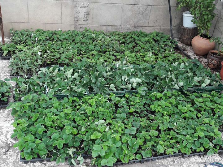 Рассада клубники