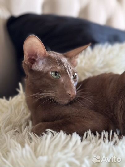 Ориентальная