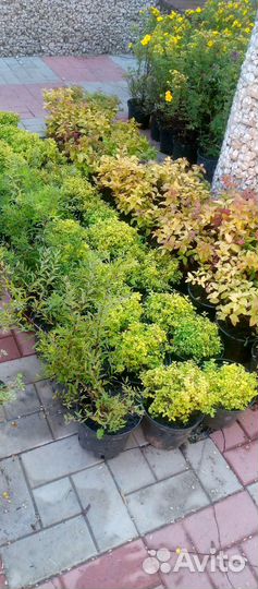 Гортензия метельчатая, лапчатка монарда