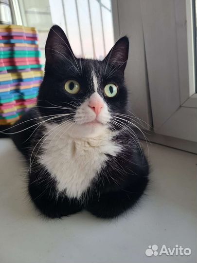 Передержка собак и кошек