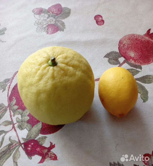 Лимонное дерево