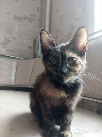 Трехцветный котенок, девочка