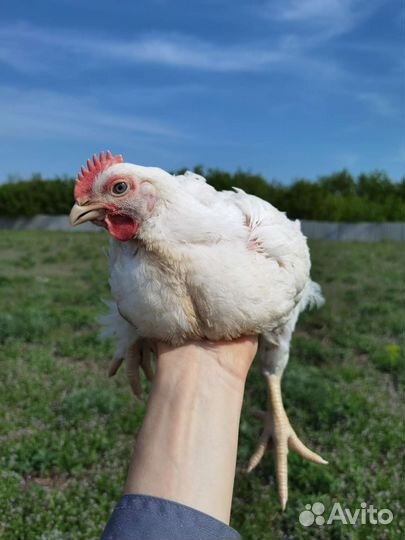 Цыплята бройлерные Арбор Айкрес или Кобб