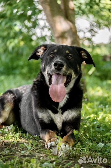 Красавец Бадди