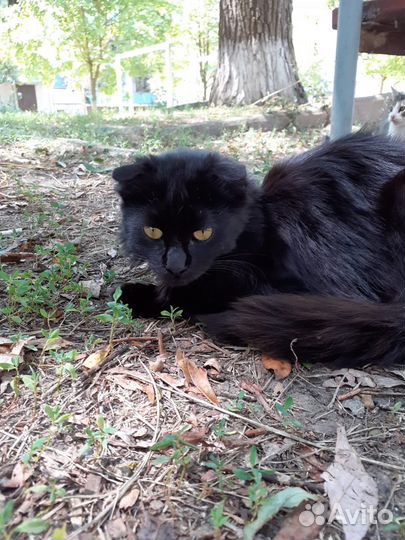 Котята породистые бесплатно