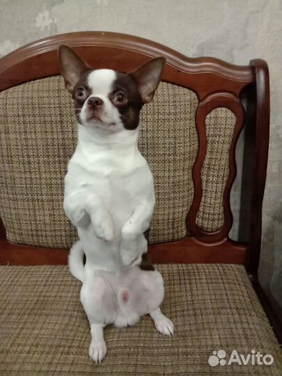 Чихуахуа вязка