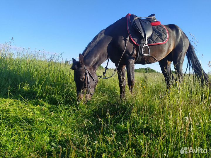Конные прогулки Фотоссесии и аренда лошадей