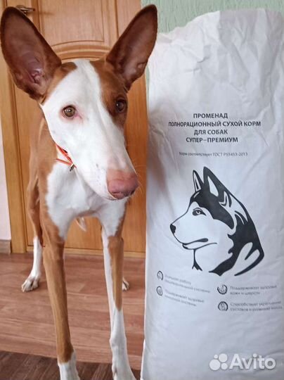 Корм Променад для собак/кошек. Индейка в наличии