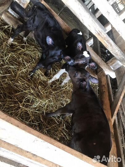 Продаются телочки