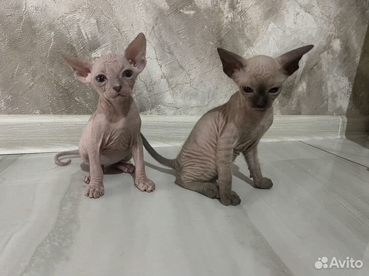 Котята сфинкс