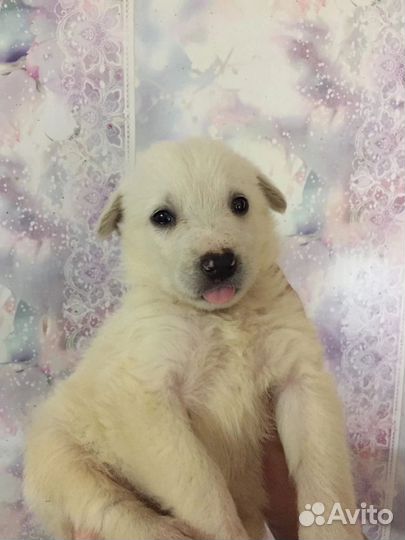 Щенок девочка в добрые руки