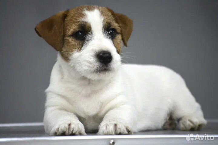 Щенки джек рассел терьер с документами